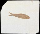 Bargain Knightia Fossil Fish - Wyoming #47881-1
